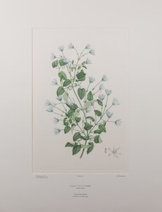 Clematis forsteri (Ranunculaceae) - Lámina 402, Banks