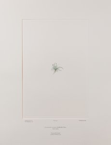 Colobanthus apetalus (Caryophyllaceae) - Lámina 414, Florilegio de Banks, c.1771-84 (grabado en cobre sobre papel)