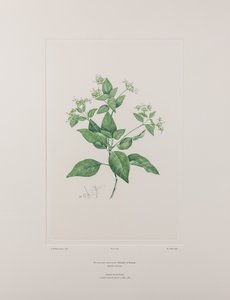 Dicliptera bracteata (Acanthaceae) - Lámina 636, Banks