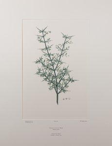 Discaria toumatou (Rhamnaceae) - Lámina 426, Banks