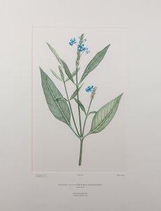 Eranthemum nervosa (Acanthaceae) - Lámina 378, Florilegio de Banks, c.1771-84 (grabado en cobre sobre papel) de Joseph Banks
