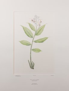 Globba marantina (Zingiberaceae) - Lámina 390, Florilegio de Banks, c.1771-84 (grabado en cobre sobre papel)