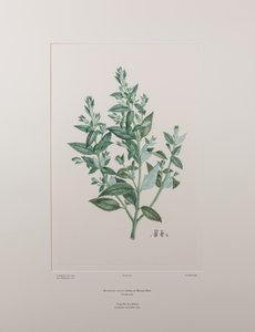 Haloragis erecta (Haloragidaceae) - Lámina 439, Banks