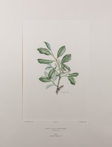 Heberdenia bahamensis (Myrsinaceae) - Lámina 395, Banks