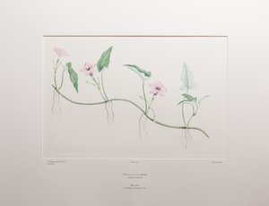Ipomoea aquatica (Convolvulaceae) - Lámina 375, Florilegio de Banks, c.1771-84 (grabado en cobre sobre papel) de Joseph Banks