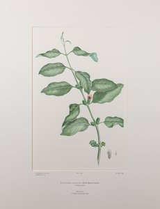 Lepeostegeres geminiflorus (Loranthaceae) - Lámina 386, Banks