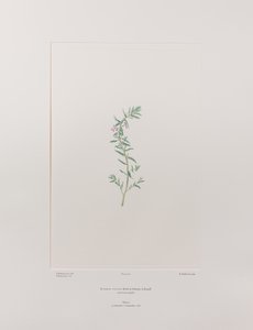 Lythrum junceum (Lythraceae) - Lámina 392, Florilegio de Banks, c.1771-84 (grabado en cobre sobre papel)