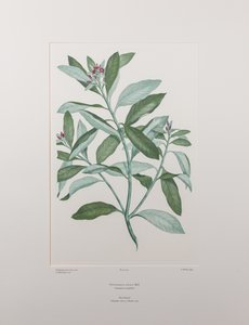 Pittosporum ralphii (Pittosporaceae) - Lámina 413, Florilegio de Banks, c.1771-84 (grabado en cobre sobre papel)