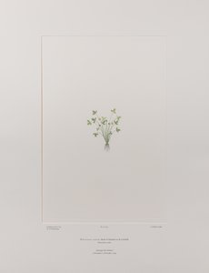 Ranunculus acaulis (Ranunculaceae) - Lámina 403, Florilegio de Banks, c.1771-84 (grabado en cobre sobre papel)