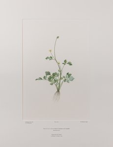 Ranunculus hirtus (Ranunculaceae) - Lámina 404, Banks