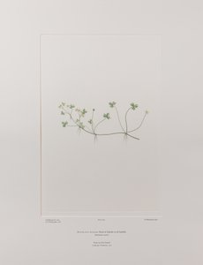 Ranunculus rivularis (Ranunculaceae) - Lámina 405, Florilegio de Banks, c.1771-84 (grabado en cobre sobre papel)