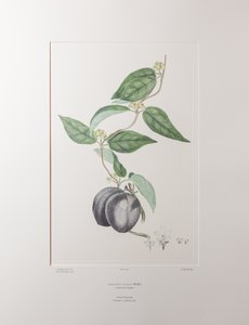 Sarcolobus globosus subsp. globosus (Asclepiadaceae) - Lámina 372, Florilegio de Banks, c.1771-84 (grabado en cobre sobre papel)
