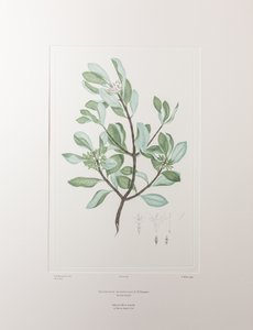 Schyphiphora hydrophyllacea (Rubiaceae) - Lámina 148, Florilegio de Banks, c.1771-84 (grabado en cobre sobre papel)