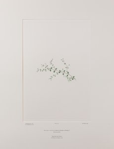 Stellaria parviflora (Caryophyllaceae) - Lámina 415, Banks