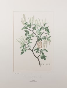 Weinmannia sylvicola (Cunoniaceae) - Lámina 436, Banks
