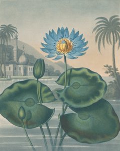 El Lirio de Agua Egipcio Azul, 11 de septiembre de 1804