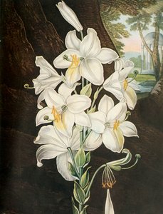 El lirio blanco, c1800, 1948