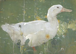 El Draco Blanco