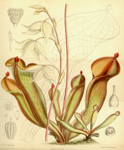 Heliamphora nutans, 1890 de Joseph Dalton Hooker