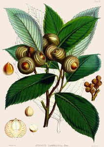 Quercus lamellosa de Joseph Dalton Hooker