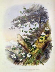 Rhododendron: Dalhousie, dibujo de 