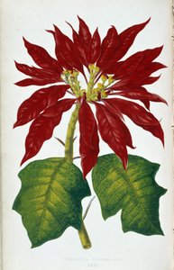 Flor y hojas de Poinsettia Pulcherrima. Tabla botánica en "Plantas de follaje colorido. Colección de las especies más notables utilizadas para decorar jardines, invernaderos y apartamentos, por Edward Joseph Lowe y W. Howard, miembros del London Hort