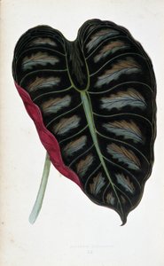 Hoja de Alocasia metallica. Tabla botánica en "Plantas con follaje coloreado. Colección de las especies más notables utilizadas para decorar jardines, invernaderos y apartamentos, por Edward Joseph Lowe y W. Howard, miembros de la London Horticulture Socie