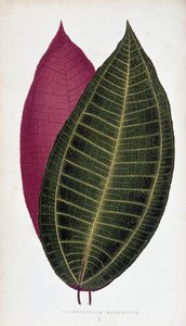 Hoja de Cyanophyllum Magnificum. Tabla botánica en "Plantas con follaje colorido. de Joseph Edward and Howard W Lowe