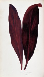 Hoja de Dracaena ferrea en "Plants with colorful foliage. Colección de las especies más notables utilizadas para decorar jardines, invernaderos y apartamentos, por Edward Joseph Lowe y W. Howard, miembros de la London Horticulture Society. Traducido del in
