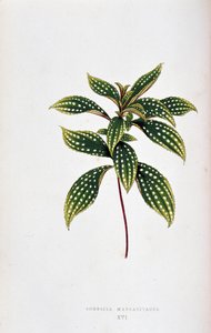 Hoja de Sonerila margaritacea. Tabla botánica en "Plantas de follaje colorido. Colección de las especies más notables utilizadas para decorar jardines, invernaderos y apartamentos, por Edward Joseph Lowe y W. Howard, miembros de la London Horticulture Soci