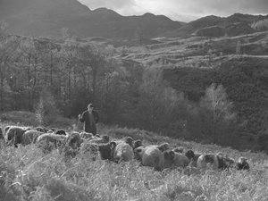Un granjero observa su rebaño de ovejas, al fondo se ven las colinas. de Joseph Hardman