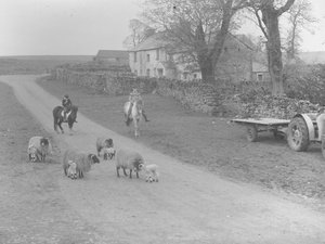 Una vista de ovejas, corderos, dos niños en ponis, tractor y remolque y edificio de Joseph Hardman
