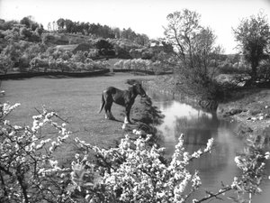 Blossom en primer plano con un caballo junto a un arroyo en un campo más allá de Joseph Hardman