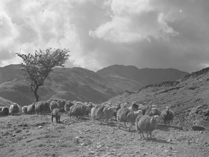 Rebaño de ovejas con fells al fondo de Joseph Hardman