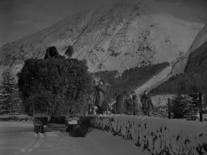 Camión cargado de árboles de Navidad en una carretera nevada