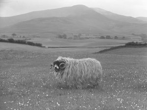 Oveja premiada de Rough Fell