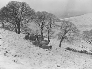 Ovejas acurrucadas en la nieve de los fells de Joseph Hardman