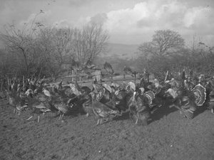 Pavos en el campo y sentados en la valla de Joseph Hardman
