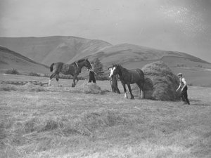 Dos caballos tirando de trineos de Joseph Hardman