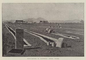 Cultivo de frutas en California, secado de ciruelas de Joseph Holland Tringham