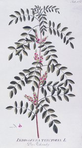 Índigo verdadero (Indigofera tinctoria) por Joseph Jacob von Plenck (1735-1807), de Icones plantarum medicinalium, Viena de Joseph Jacob Plenck