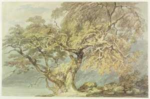Un gran árbol, c.1796