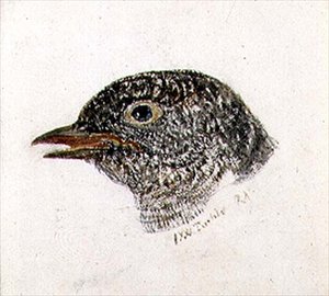 Cuco, del libro de aves de Farnley, c.1816