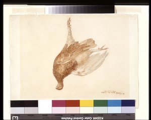 Urogallo muerto (acuarela sobre lápiz sobre papel de estraza blanco) de Joseph Mallord William Turner