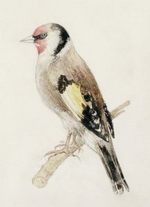 Jilguero, del Libro de Aves de Farnley, c.1816 de Joseph Mallord William Turner