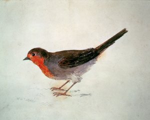 Petirrojo, del Libro de Aves de Farnley, c.1816 de Joseph Mallord William Turner