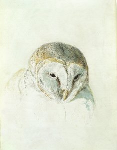 Lechuza blanca, del Libro de Aves de Farnley, c.1816 de Joseph Mallord William Turner