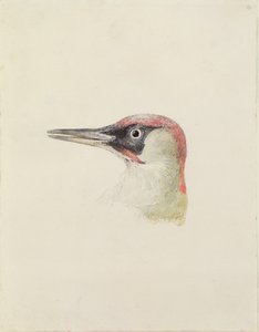 Pájaro carpintero, del Libro de Aves de Farnley, c.1816 de Joseph Mallord William Turner