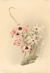 Dendrobium Hybridium Venus y Dendrobium Hybridium Cassiope de Joseph Mansell