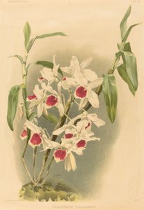 Dendrobium Leechianum de Joseph Mansell